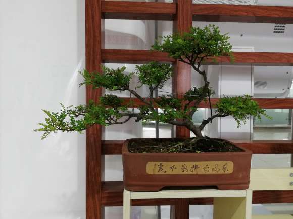 胡椒木下山桩种了几年