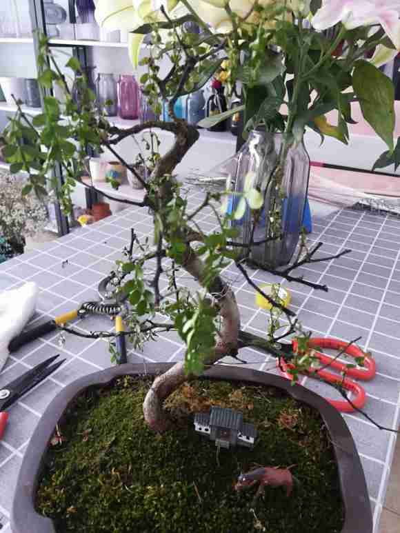 我这胡椒木盆景怎么了