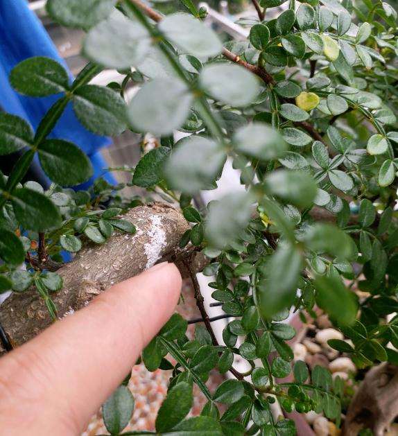 胡椒木盆景上长的是啥