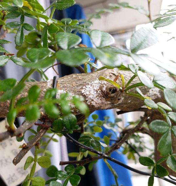 胡椒木盆景上长的是啥