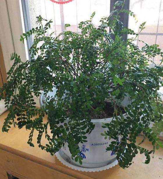 胡椒木盆景往外长疯了