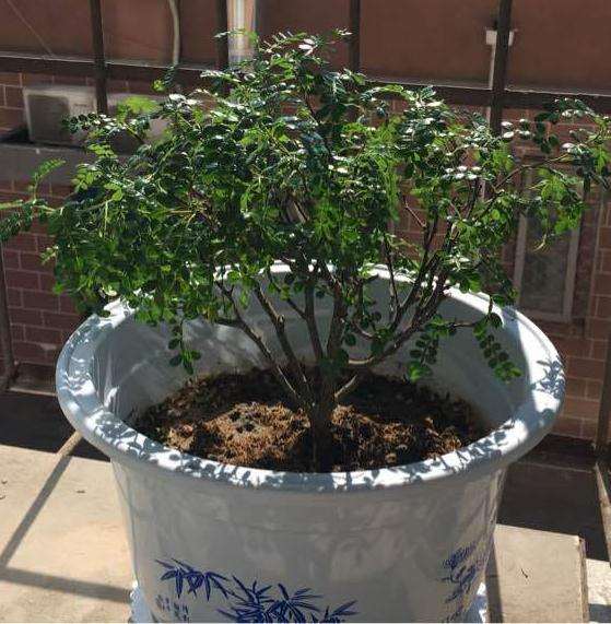 胡椒木盆景往外长疯了