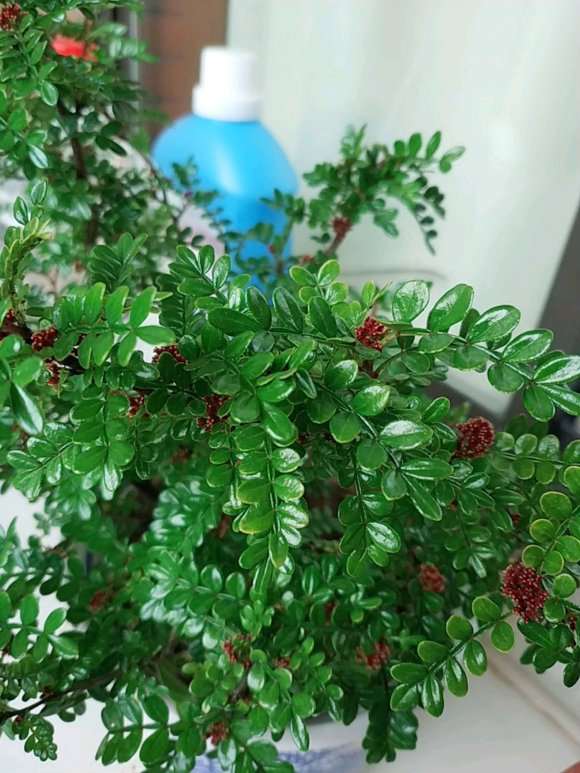 胡椒木盆景要种多少年才开花