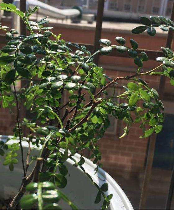 胡椒木盆景有好多小黑点是啥原因