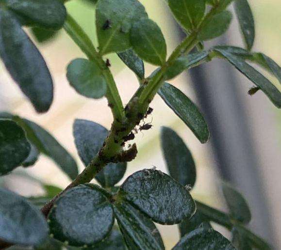 胡椒木盆景有虫 求怎么治疗方法