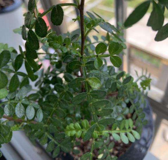 胡椒木盆景有虫 求怎么治疗方法