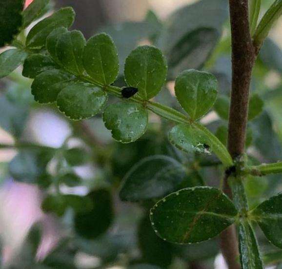 胡椒木盆景有虫 求怎么治疗方法