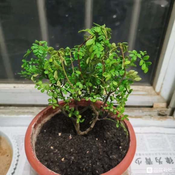 胡椒木盆景打蔫了 叶子干了 怎么办