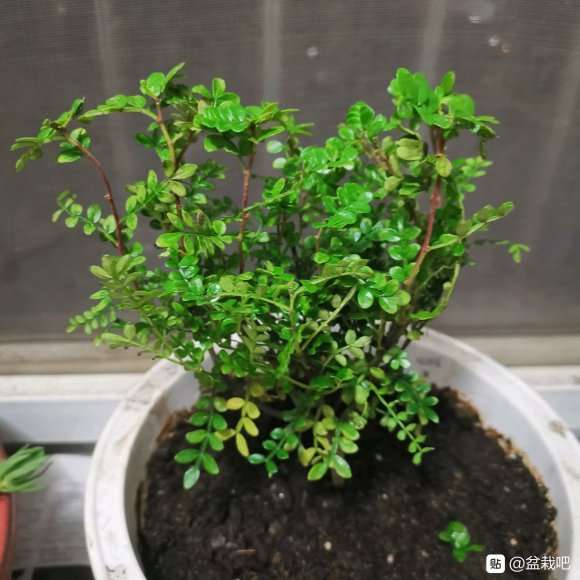 胡椒木盆景打蔫了 叶子干了 怎么办