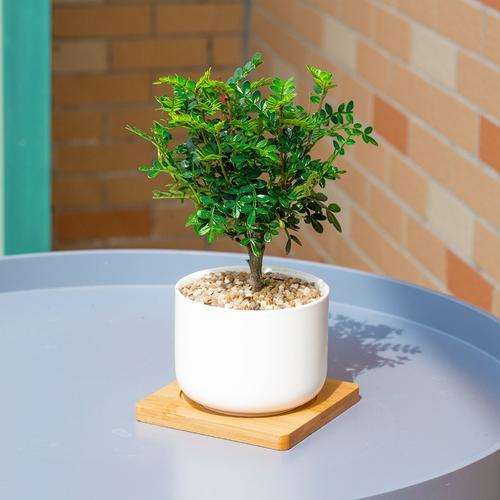 花卉市场卖的胡椒木盆景是什么