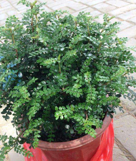 胡椒木盆景夏天可以放室外养吗