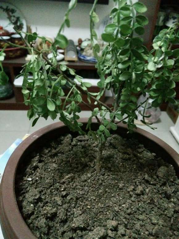 胡椒木盆景叶子发干下垂