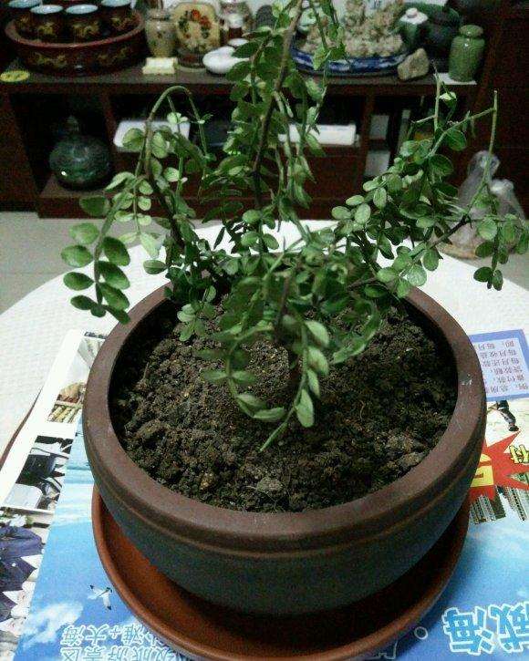 胡椒木盆景叶子发干下垂