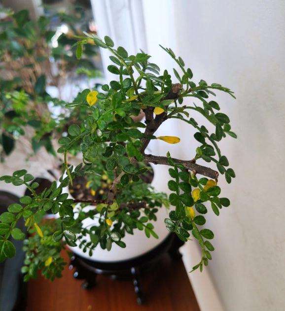 移植了1个多月的胡椒木盆景