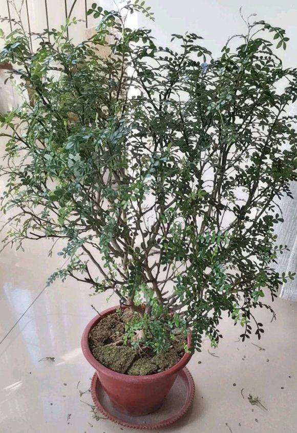 胡椒木盆景碰一碰就掉叶子