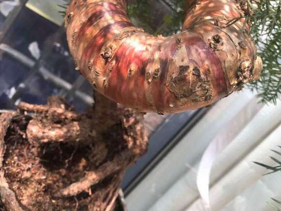 澳洲杉盆景叶子发蔫变黄