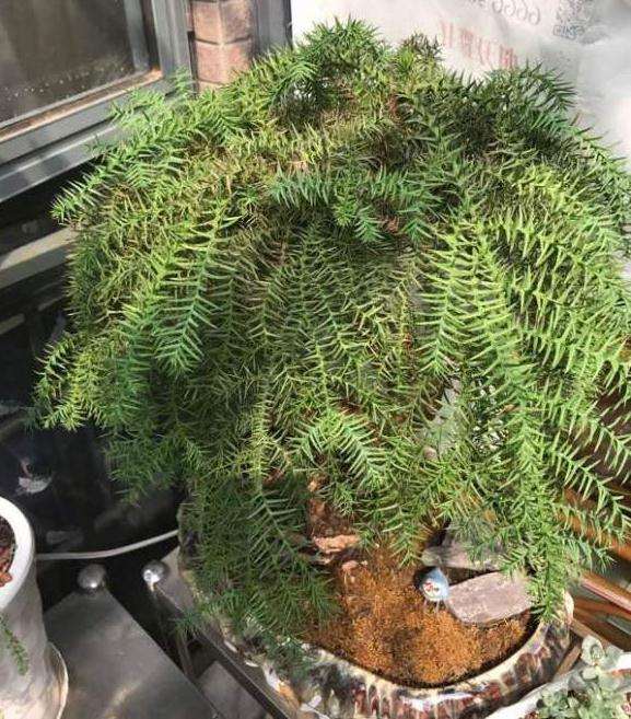 澳洲杉盆景叶子发蔫变黄