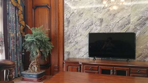 澳洲杉盆景 400元买的怎么样