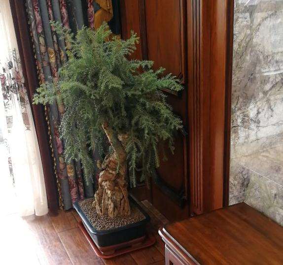 澳洲杉盆景 400元买的怎么样