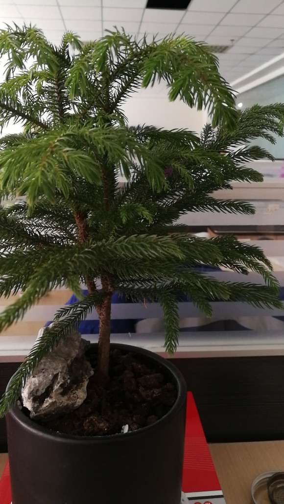 这盆景是南洋杉 还是澳洲杉