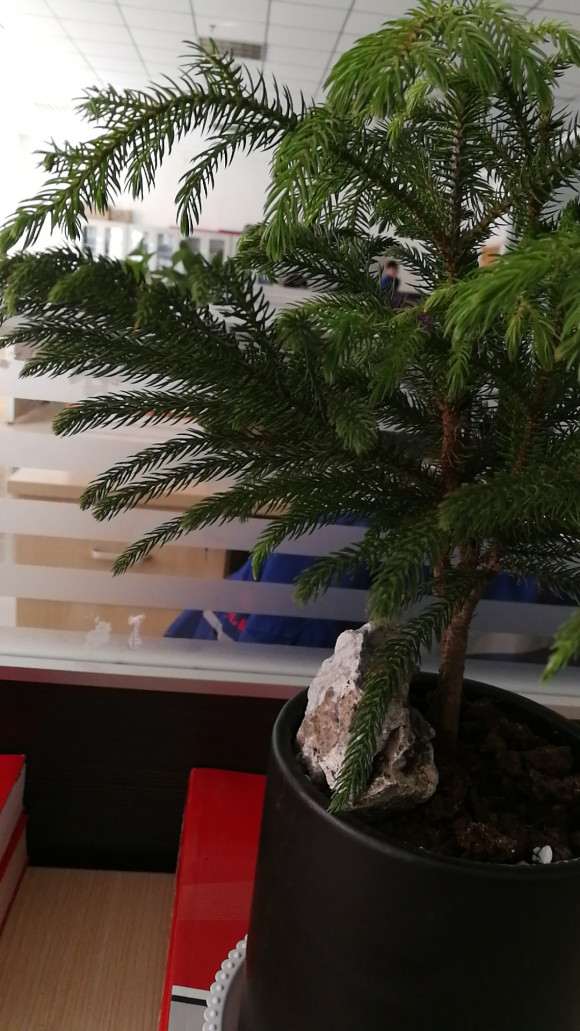 这盆景是南洋杉 还是澳洲杉