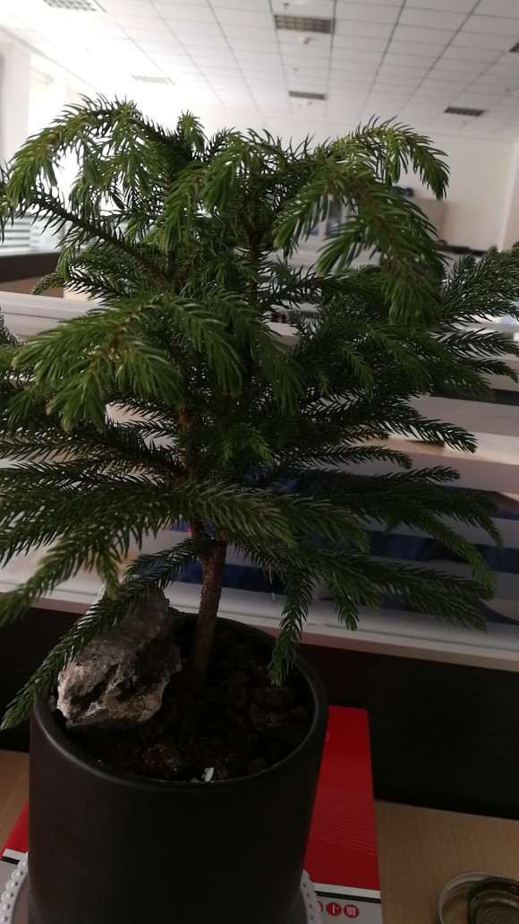 这盆景是南洋杉 还是澳洲杉