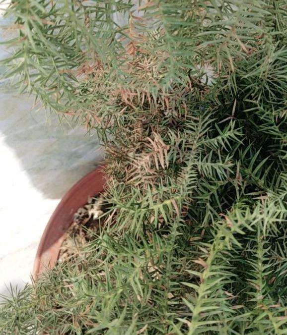 澳洲杉盆景怎么了 叶子没有以前绿了