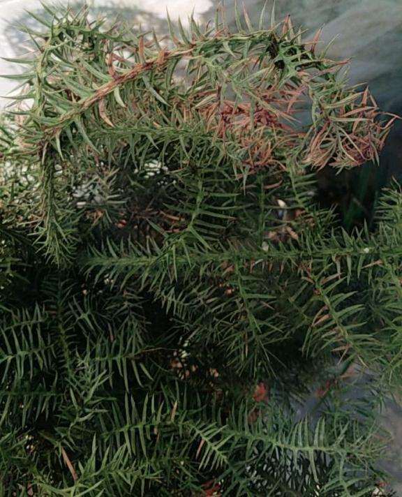 澳洲杉盆景怎么了 叶子没有以前绿了