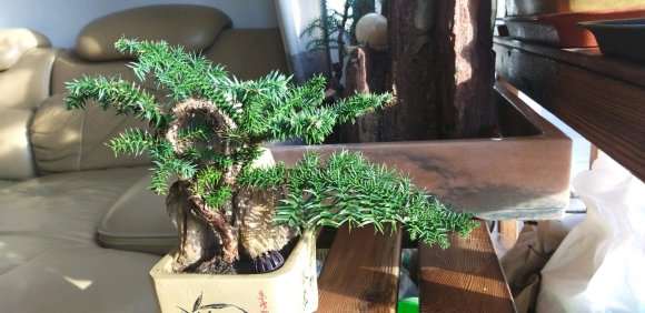 养了8年的澳洲杉盆景