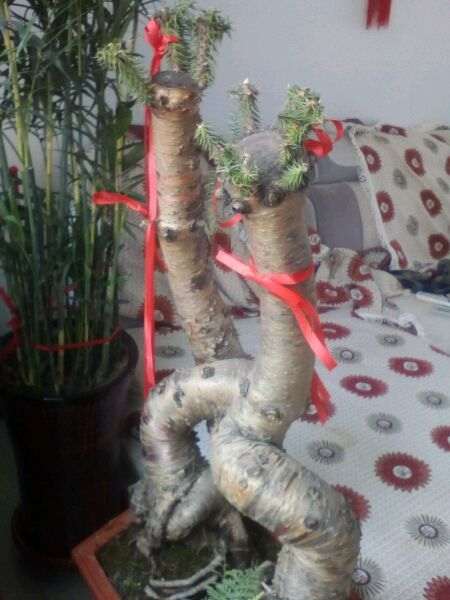 我的澳洲杉盆景叶子剪了