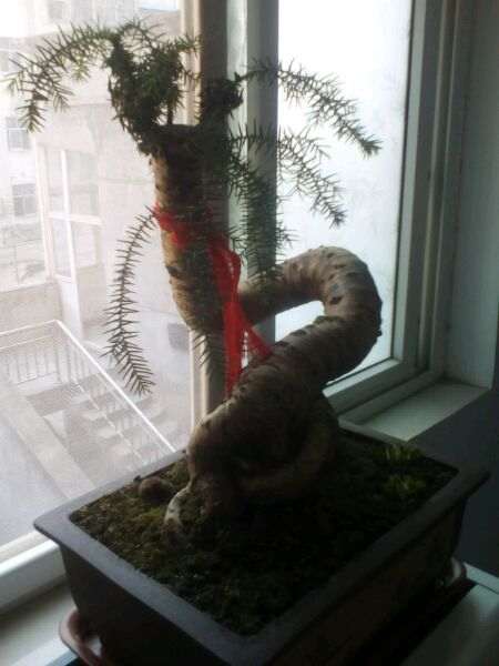 我的澳洲杉盆景叶子剪了