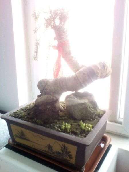 我的澳洲杉盆景叶子剪了