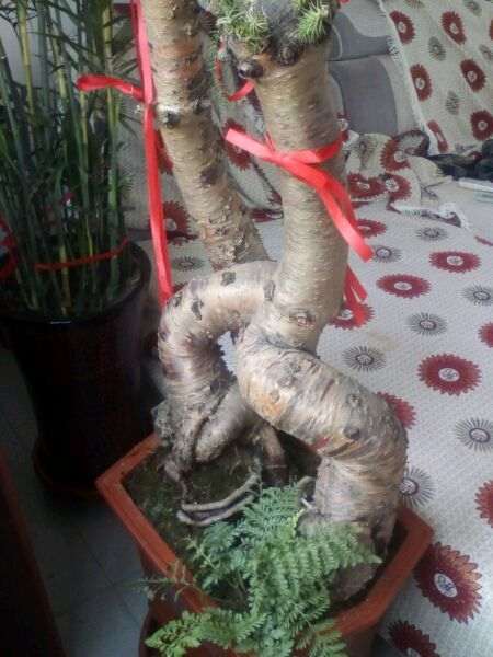 我的澳洲杉盆景叶子剪了