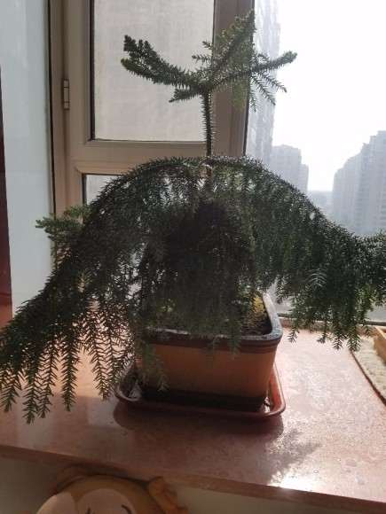 这颗澳洲杉盆景怎么修剪