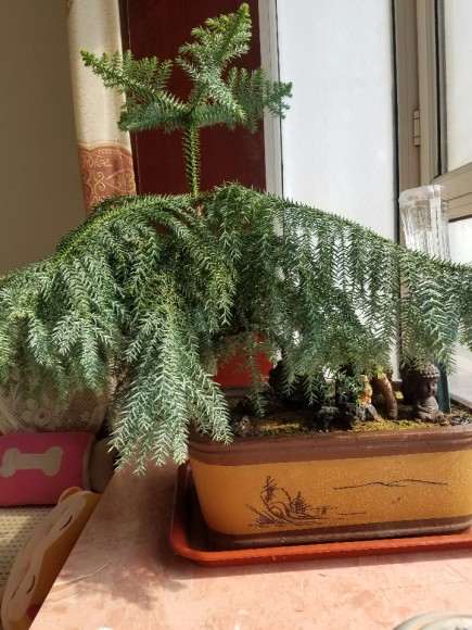 这颗澳洲杉盆景怎么修剪