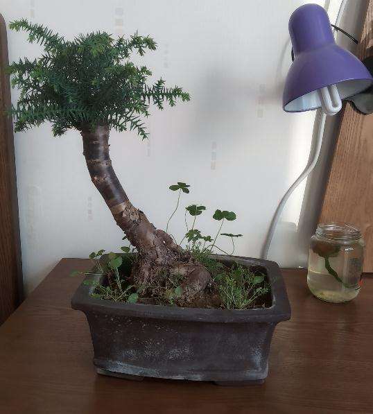 这盆澳洲杉盆景