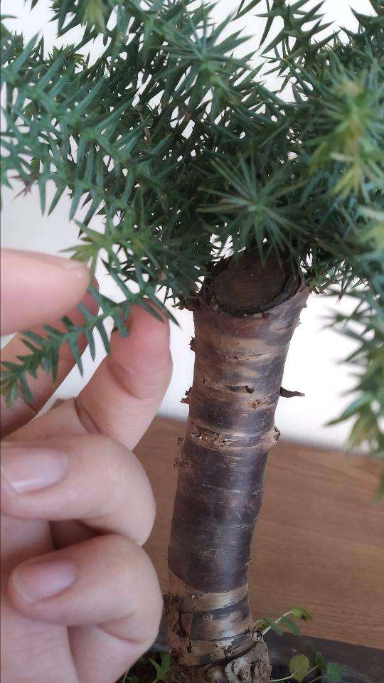 这盆澳洲杉盆景