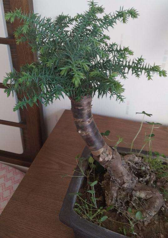 这盆澳洲杉盆景