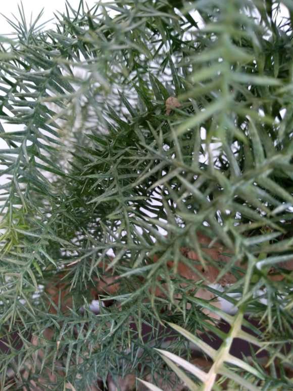 新入的澳洲杉盆景晒了几天太阳