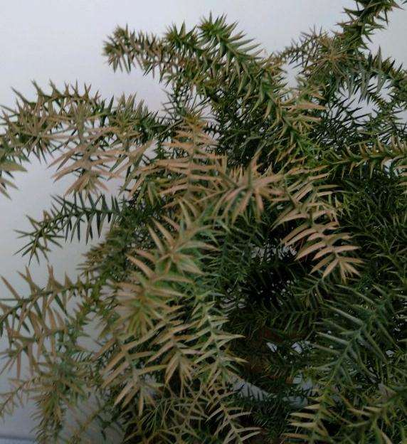 新入的澳洲杉盆景晒了几天太阳