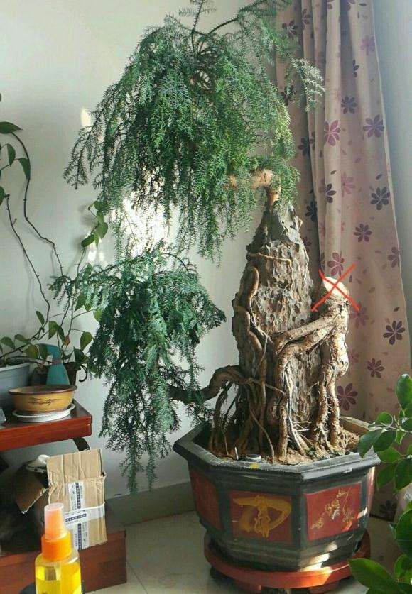 昨天刚买的澳洲衫盆景