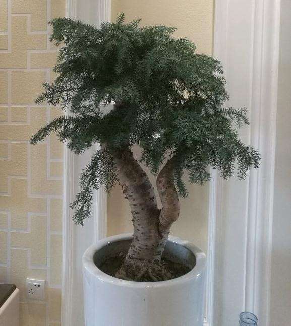 这棵澳洲杉盆景怎么样