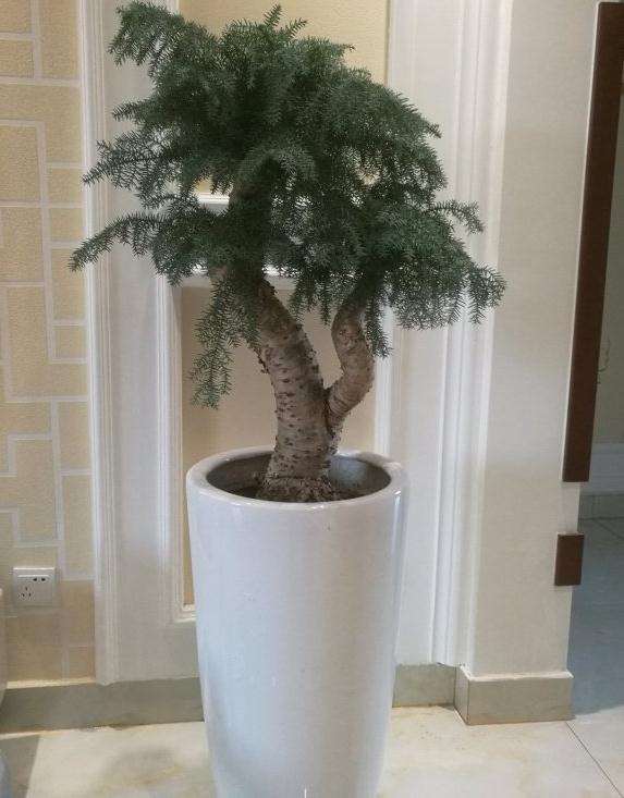 这棵澳洲杉盆景怎么样