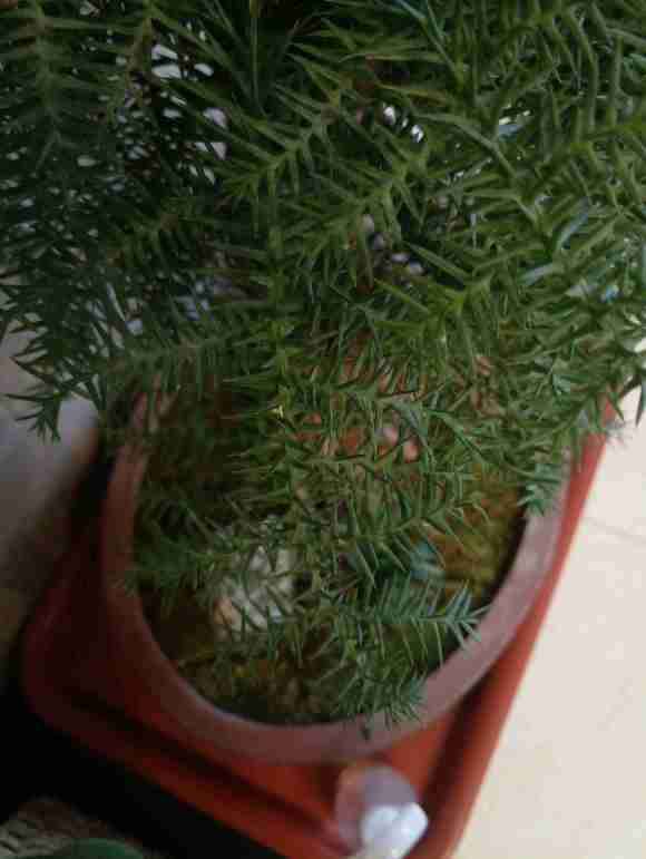 北方室内澳洲杉盆景叶子像白石灰