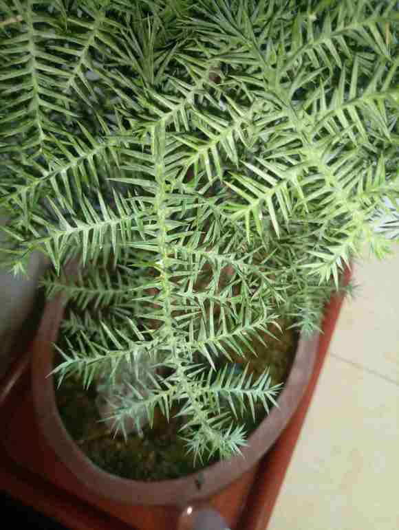 北方室内澳洲杉盆景叶子像白石灰