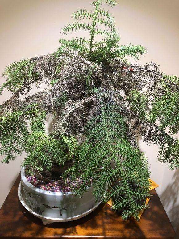 澳洲杉盆景室内没晒太阳