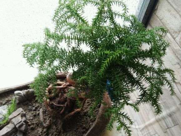 澳洲杉盆景叶尖发黄怎么回事