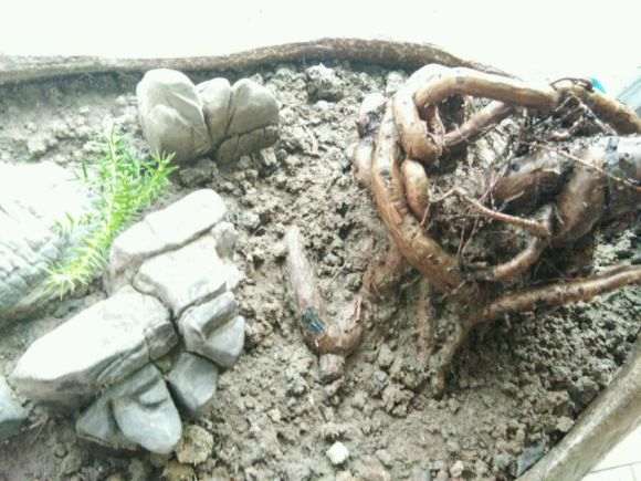 澳洲杉盆景叶尖发黄怎么回事