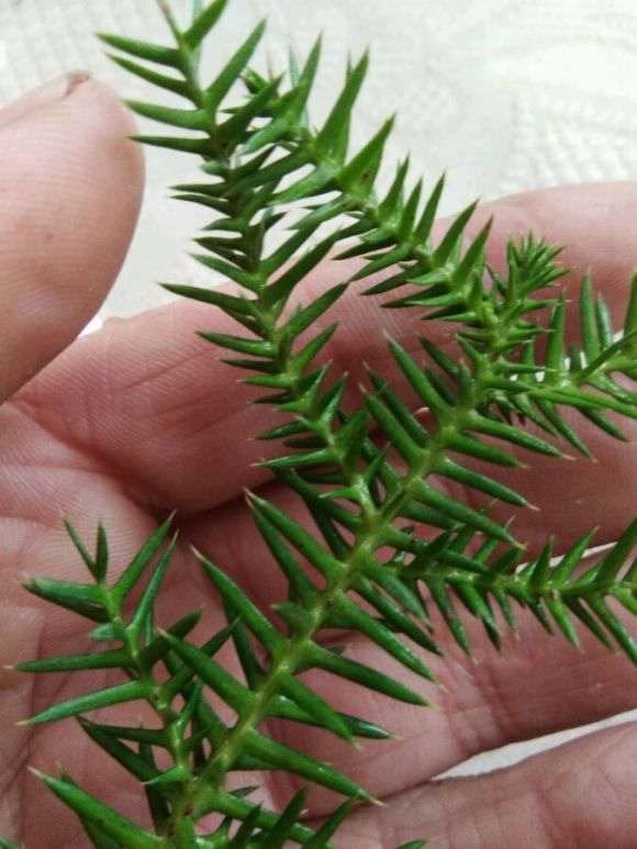 澳洲杉盆景叶尖发黄怎么回事