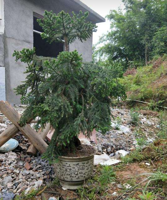 澳洲杉盆景怎么修剪的3个方法 